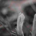 Psalm 35 - The Girl in the Red Coat