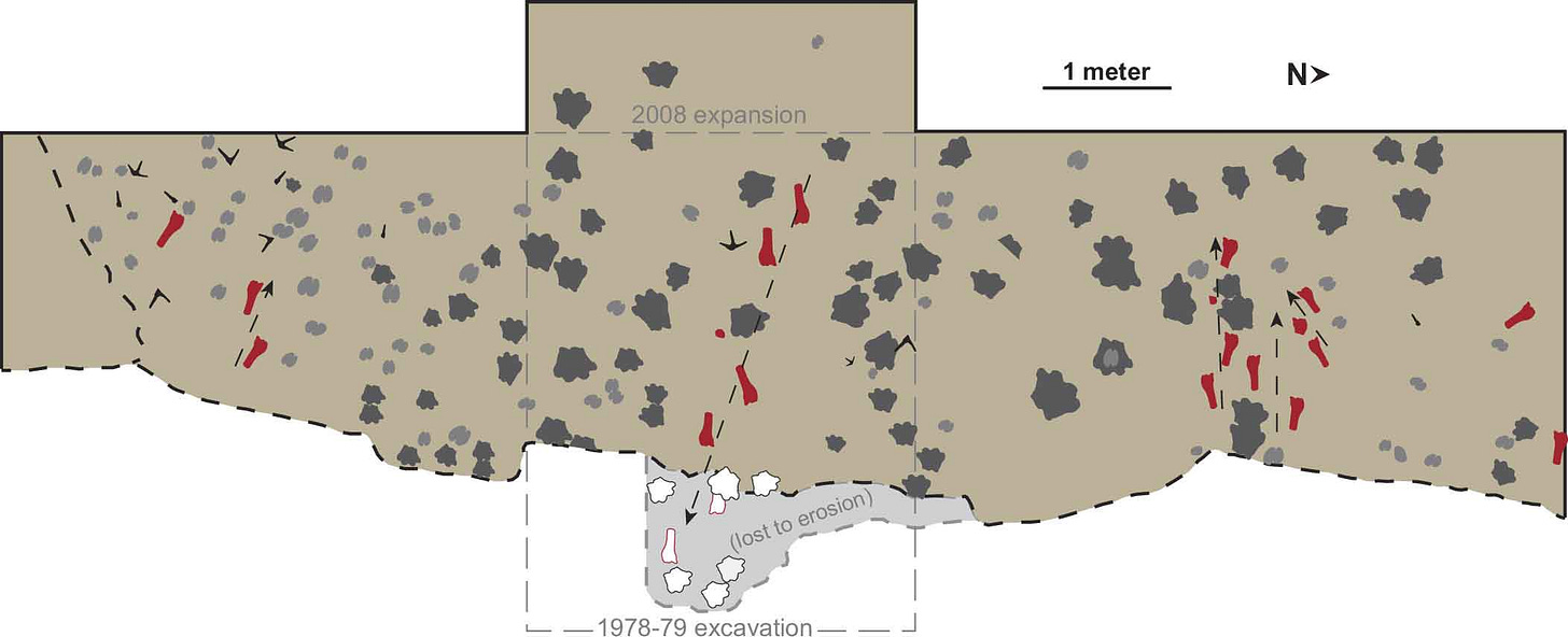 A schematic showing the locations of hominin footprints and other trackways upon an excavated surface