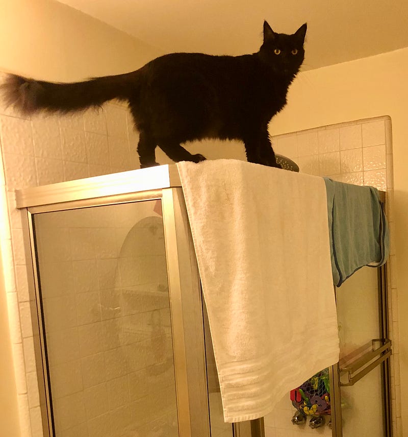 Black cat balancing on top of tub railing.