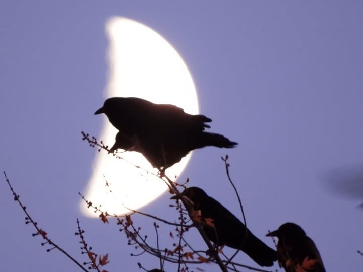 May be an image of bird May be an image of bird
