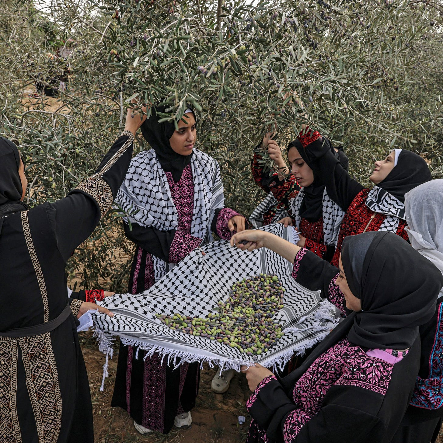 ‘Our hearts burn’: Gaza’s olive farmers say Israel war destroys harvest
