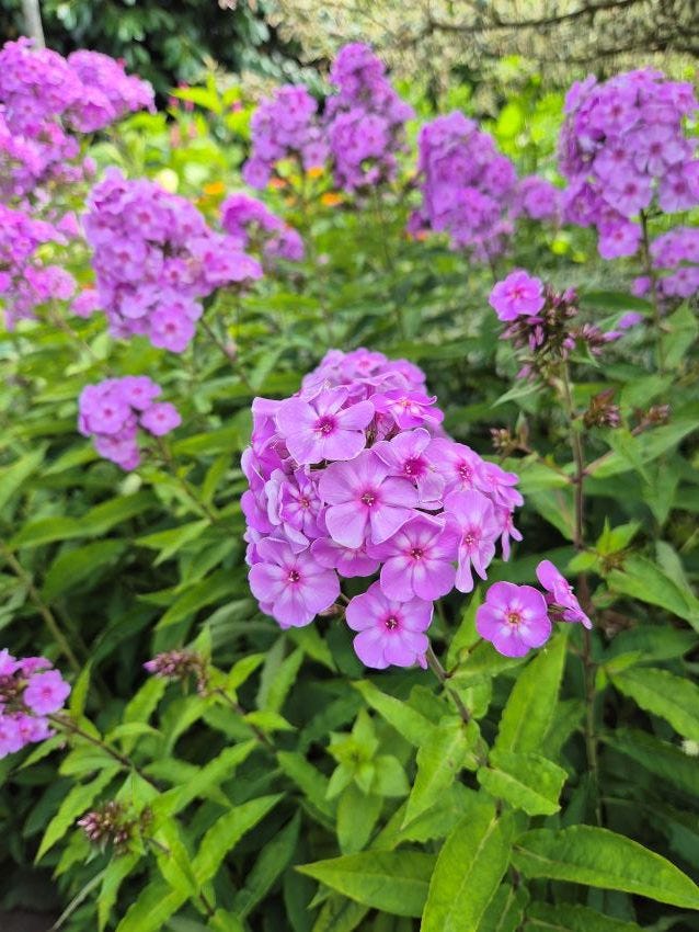 Phlox at Great Dixter Garden copyright Anne Wareham