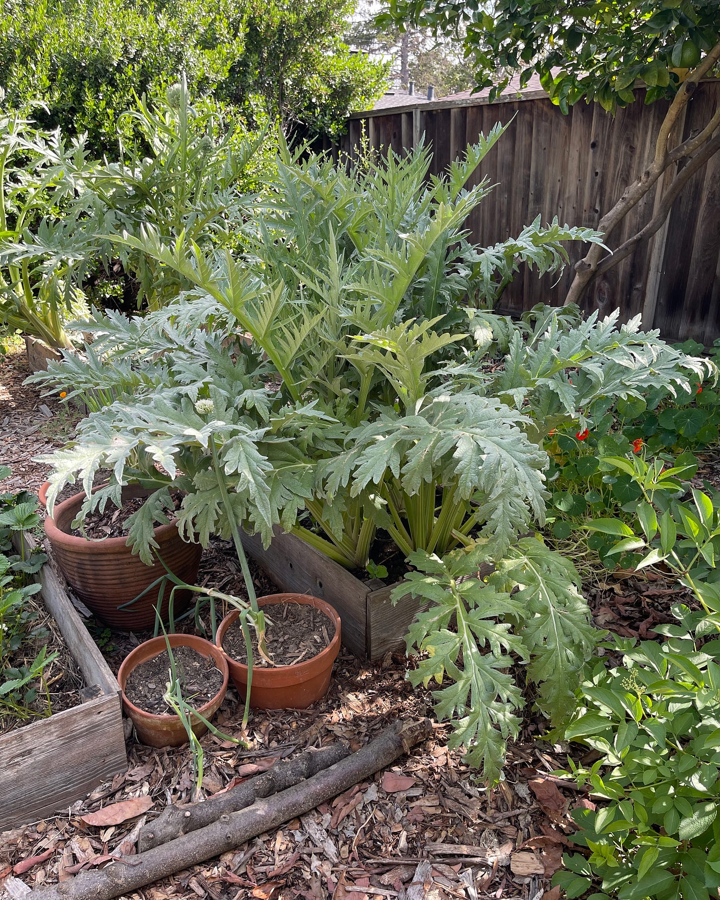 Artichokes Are Easy to Grow and Simple to Cook