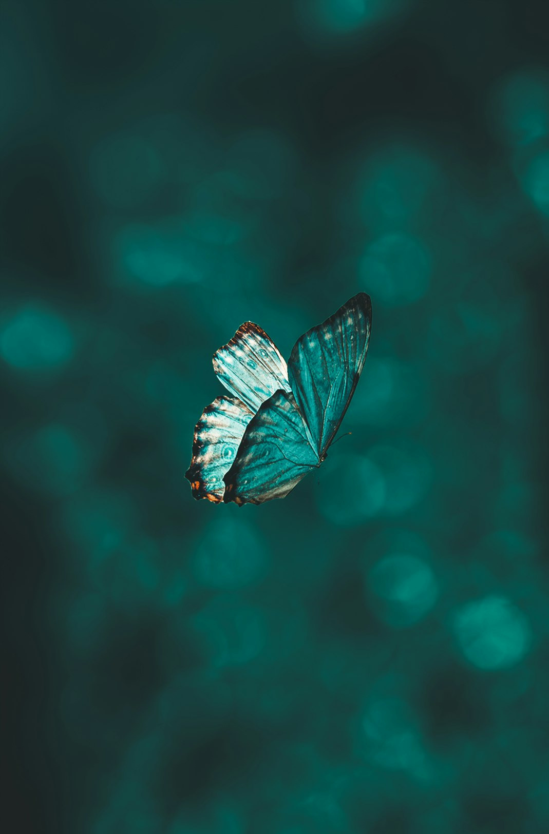 blue and black butterfly in close up photography