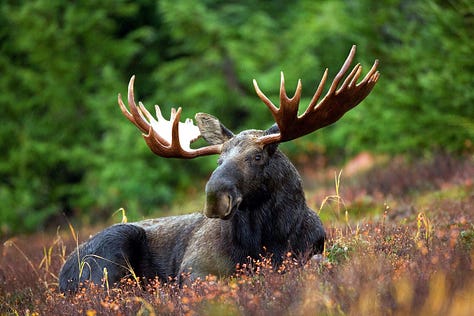 Maine frontier
