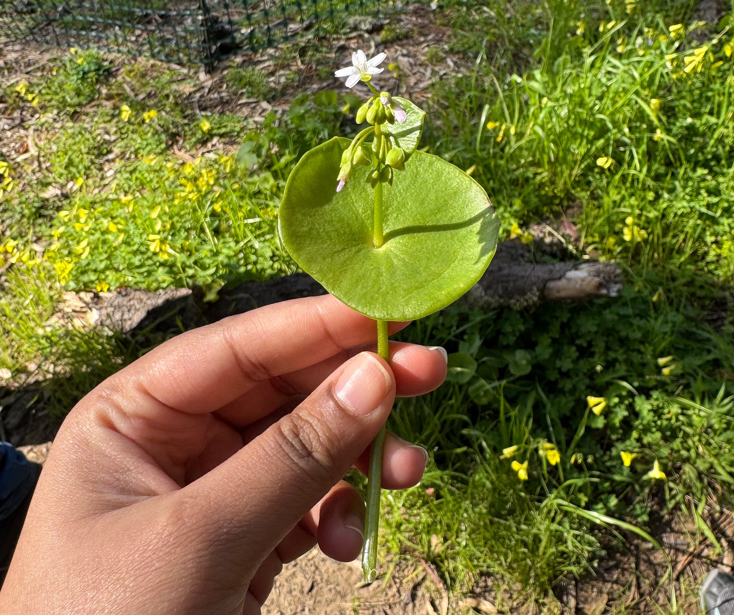 A hand, brown, holds up a stalk of indian lettuce, which is a small green plant with a almost circular leaf and tiny white flowers.