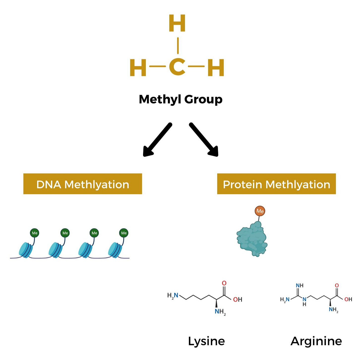 NAD Supplements: Myths and Misconceptions - Methyl Donor Depletion — SOLR