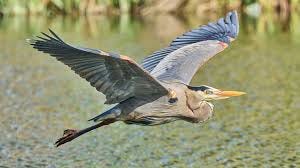 Great Blue Herons Return to Golden Gate ...