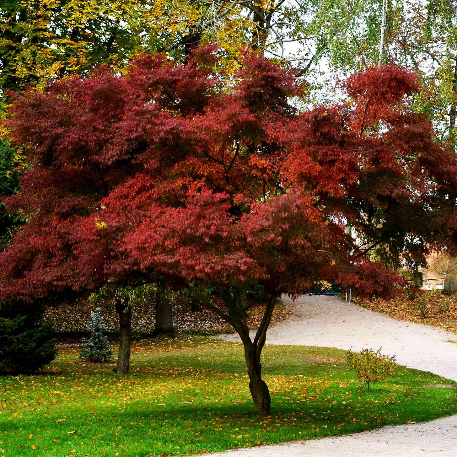 Bloodgood Japanese Maple Tree Kit | Indoor/Outdoor Memorial Tree | Ships To  Your Door – Treebute