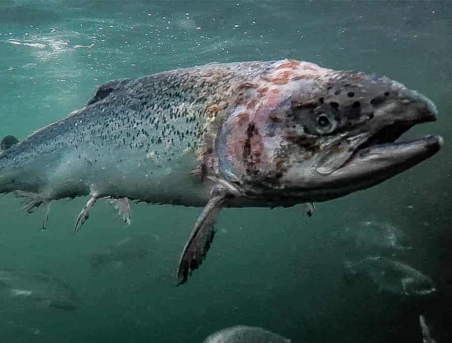 Salmon Farming Is Factory Farming