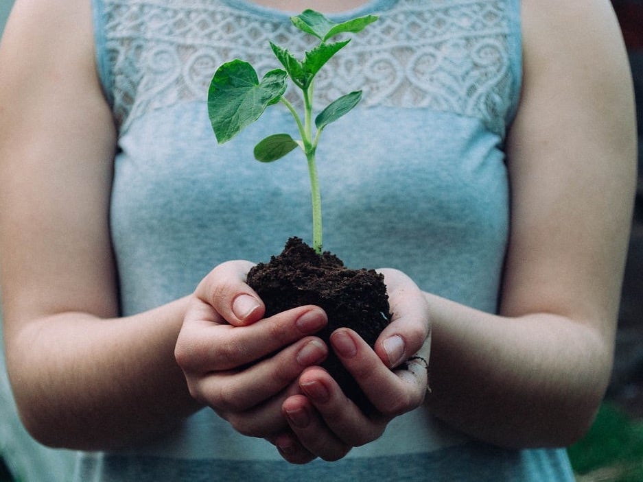 woman holding green leafed seedling