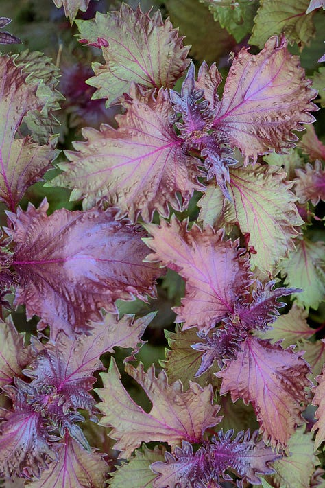 red shiso plants