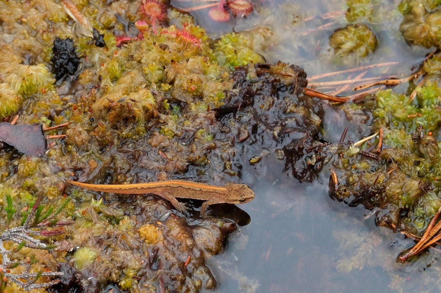 A Smooth Newt (Lissotriton vulgaris) crosses a wet flush on an Aberdeenshire moss