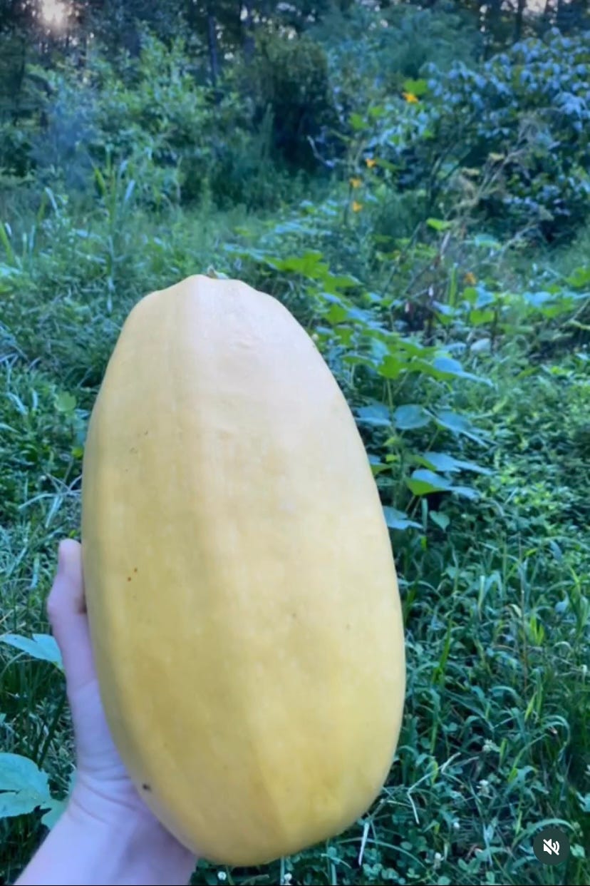 hand holding spaghetti squash in a garden