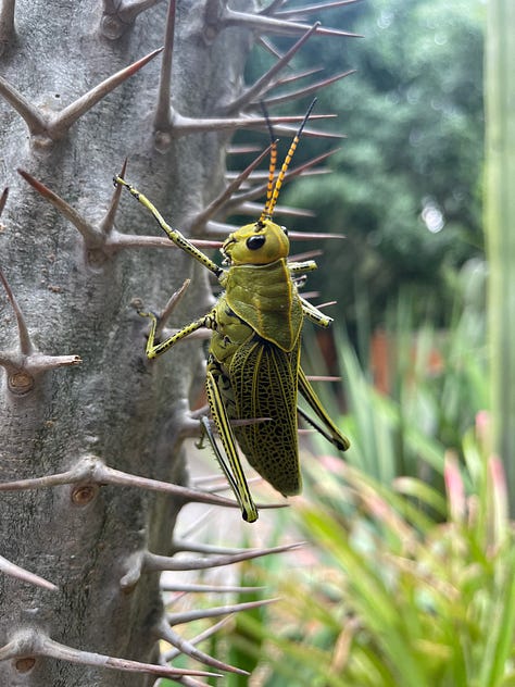 A collage showing a variety of insects and other creatures like lizards and frogs.