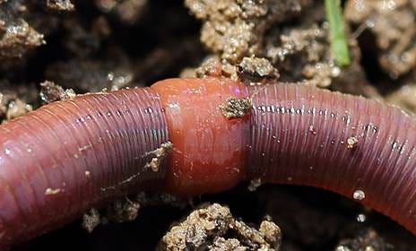 A close up of a worm

AI-generated content may be incorrect.