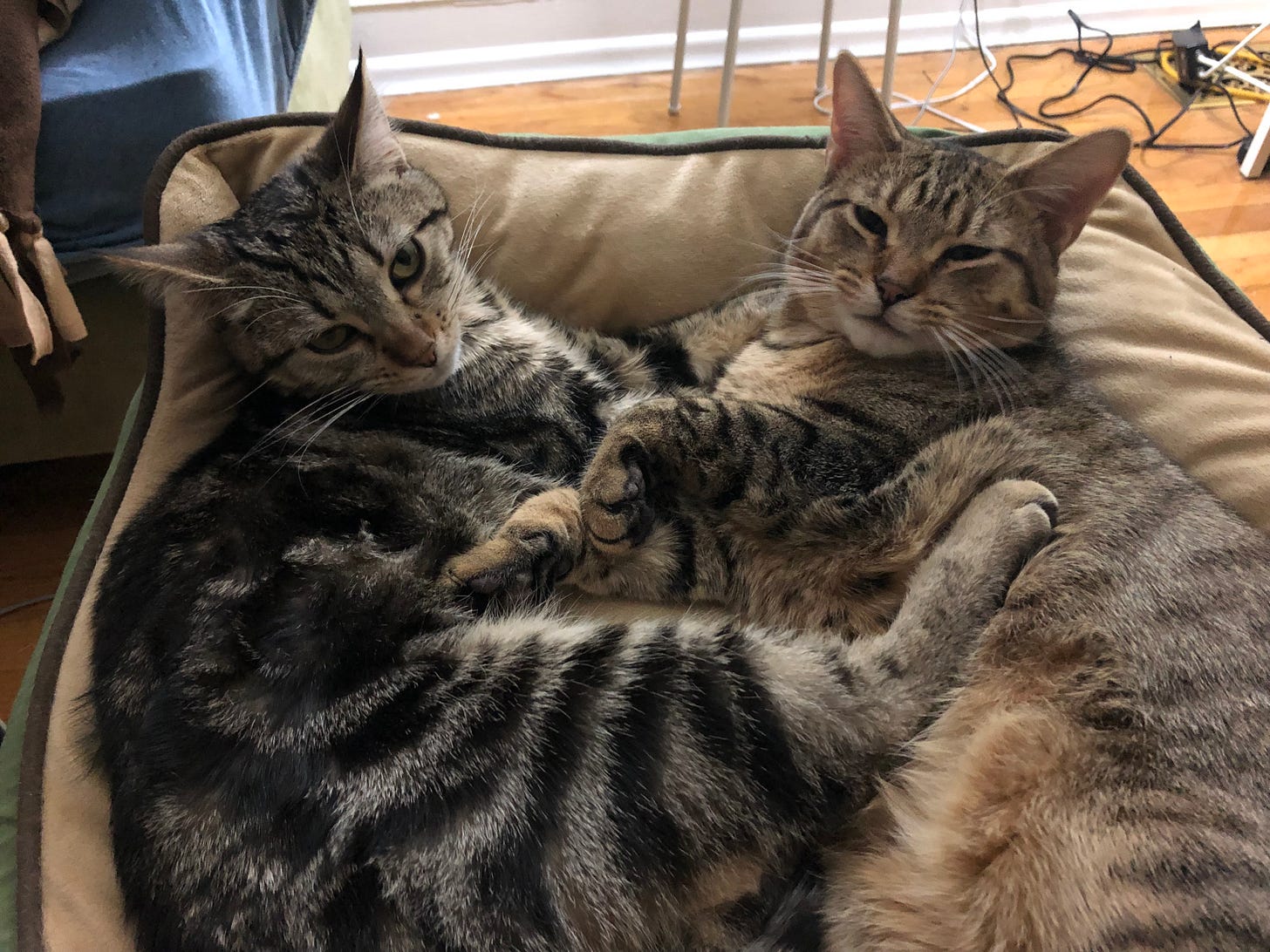 Two tabby cats sharing a cat bed.