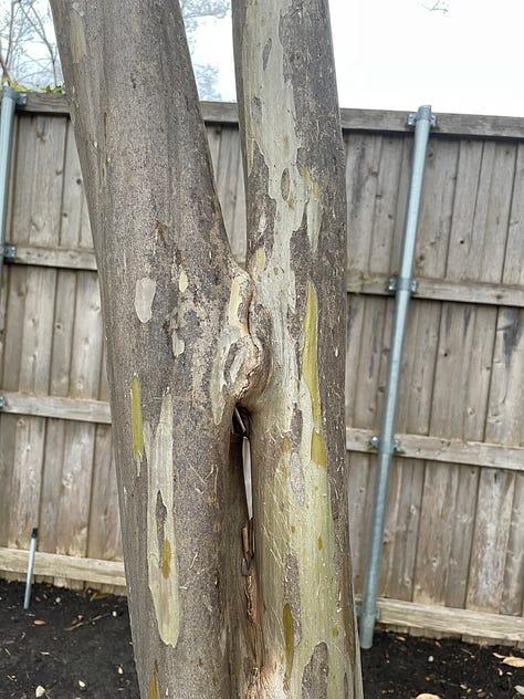 Six images showing different stages of inosculation in crepe myrtle trees. Some sections have fully fused, while others are nearly fused, and others will never fuse because the limbs grew apart before the cambium layers fused.