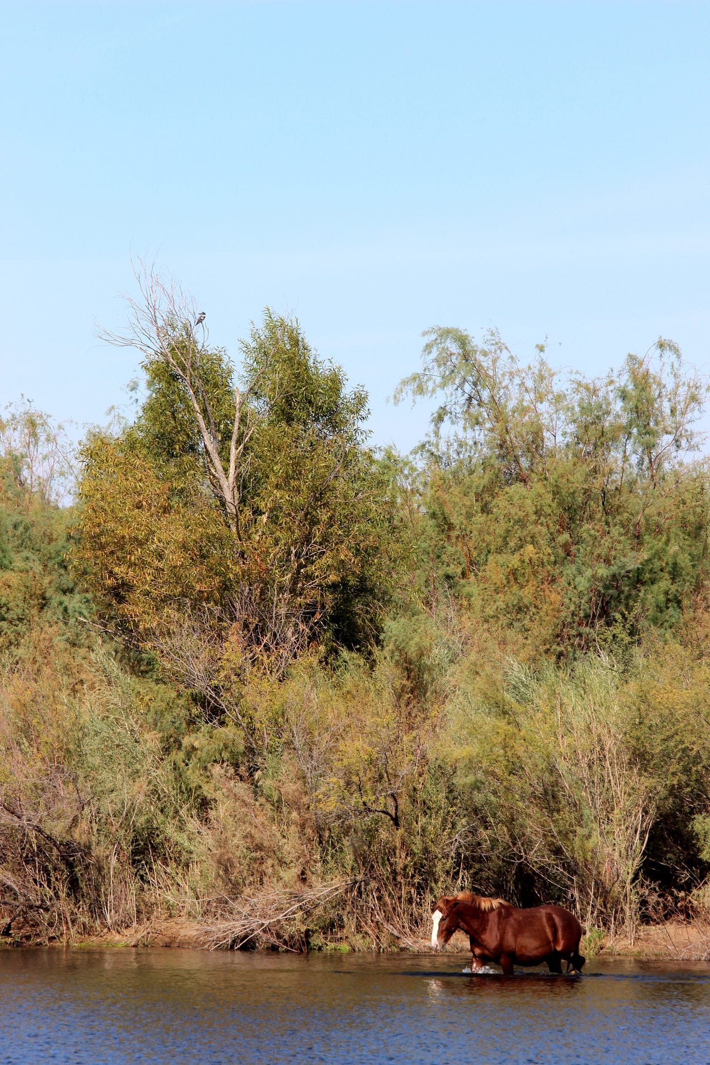 a belted kingfisher (top left) perched above wild horses, Granite Reef - Salt River, AZ a belted kingfisher (top left) perched above wild horses, Granite Reef - Salt River, AZ