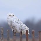 OSFN Updates: Snowy Owl Sightings, Christmas Bird Counts & More