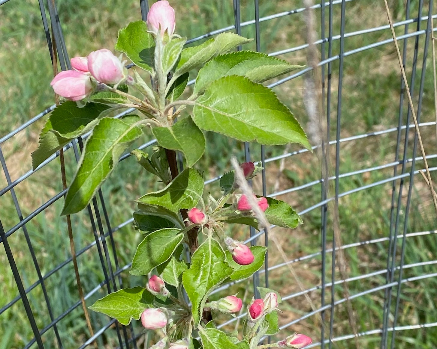 First apple blossoms