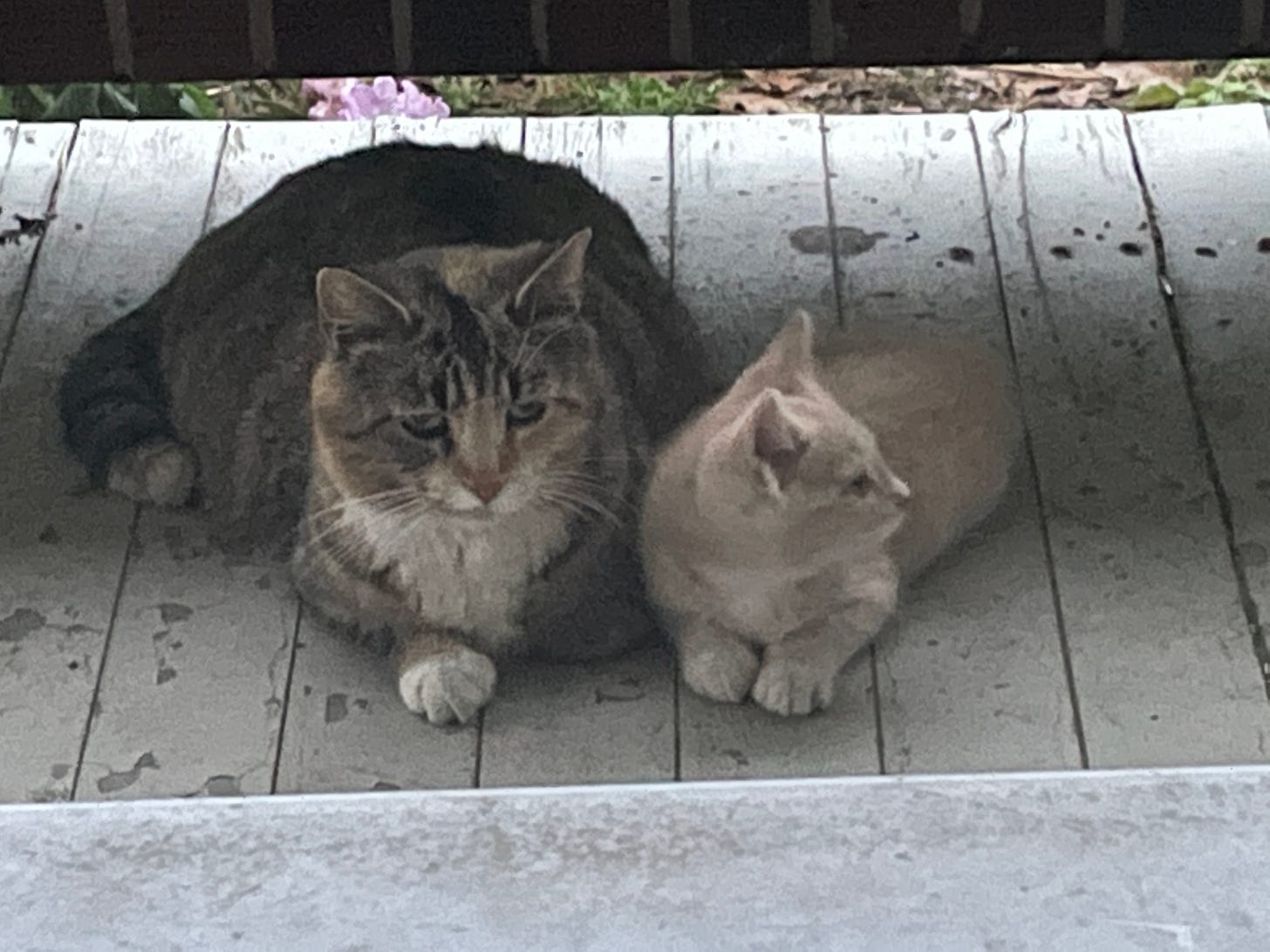 A mother cat and baby. A mother cat and baby.