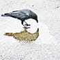 K Hanrahan's avatar