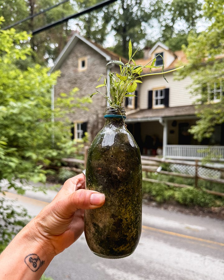 Invasive Species in Trash Vintage Bottles