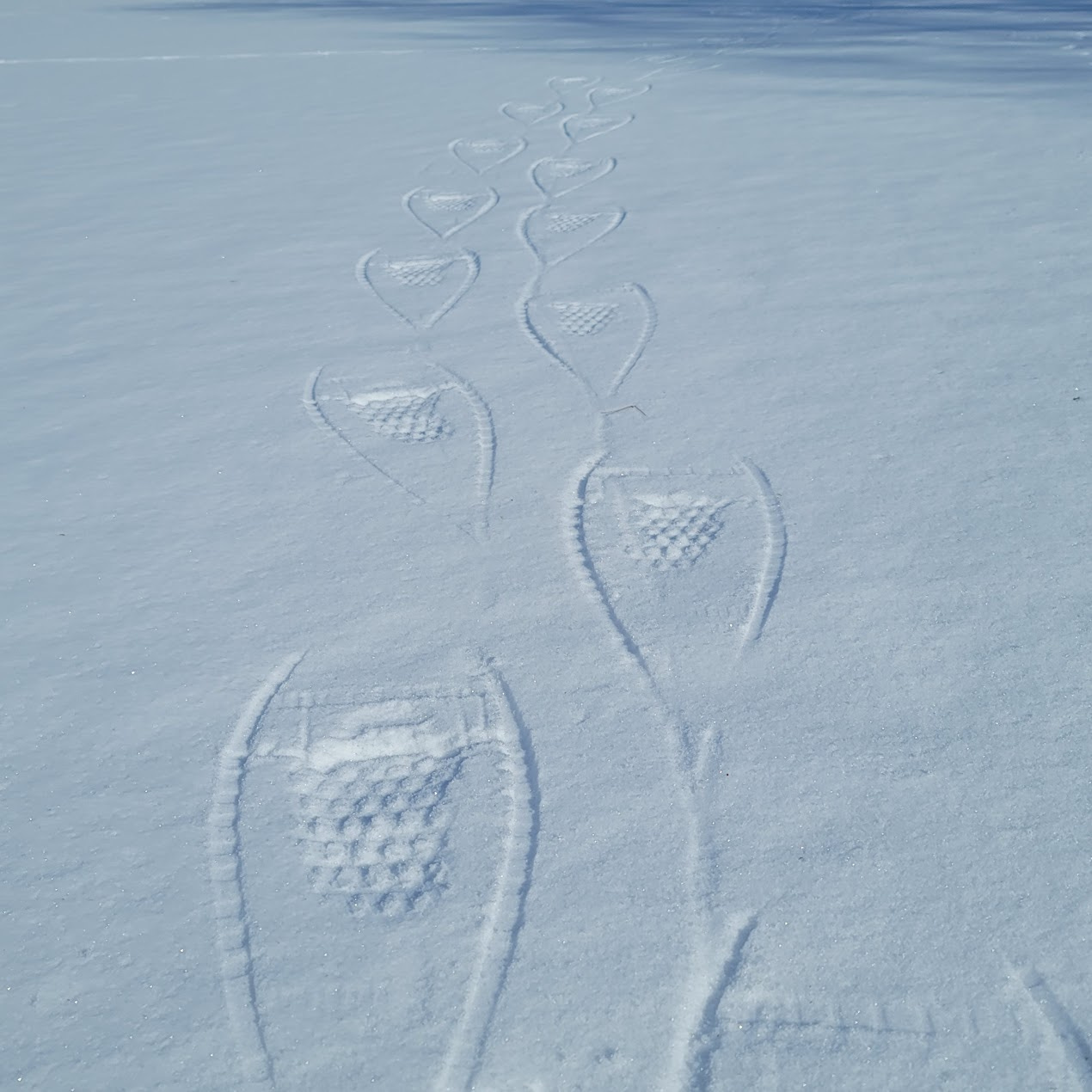 Snowshoe tracks in the winter snow