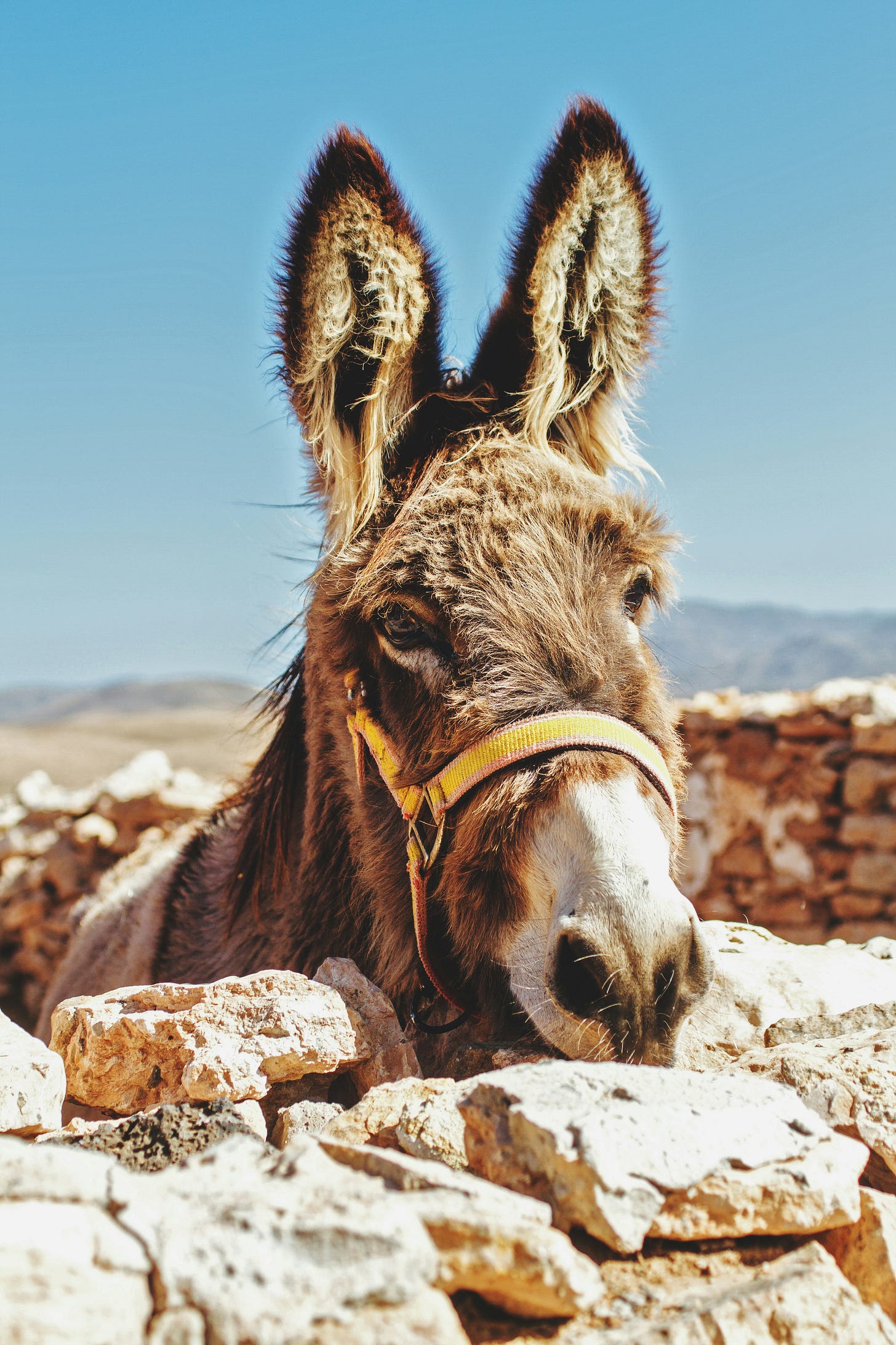 A donkey with pale brown colouring looking over a bare yellow brick wall with a blue sky and an arid yellow landscape behind. A donkey with pale brown colouring looking over a bare yellow brick wall with a blue sky and an arid yellow landscape behind.