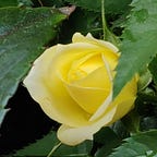 User's avatar