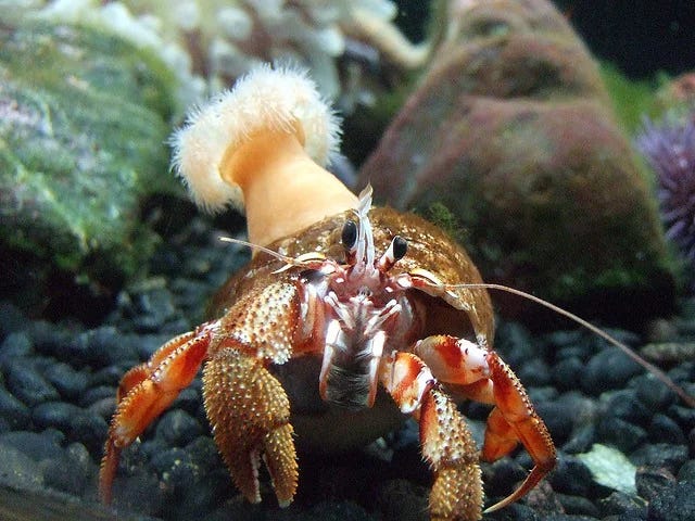 A hermit crab with a sea anemone hat.