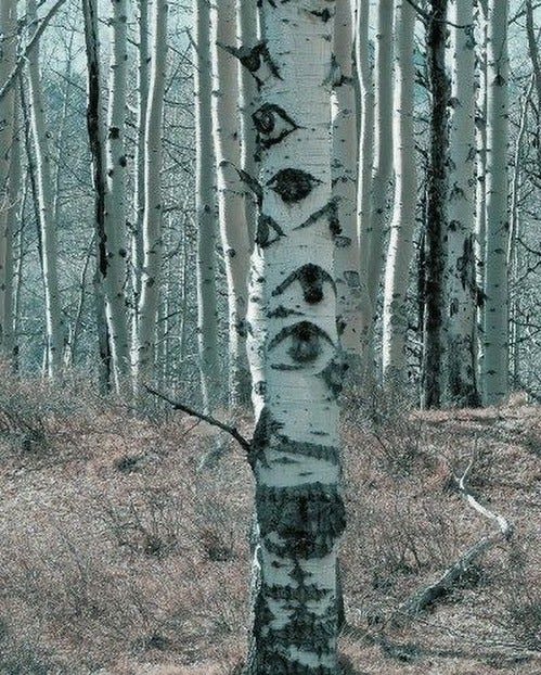 An Instagram  post added by kepler on Feb 06, 2025. The author is @dreamcore.png. May present: bosque weirdcore, weirdcore, dreamcore.