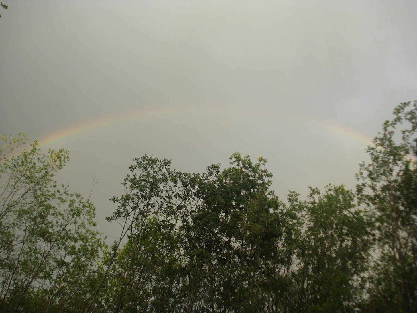 A rainbow shines in a grey sky above a stand of trees