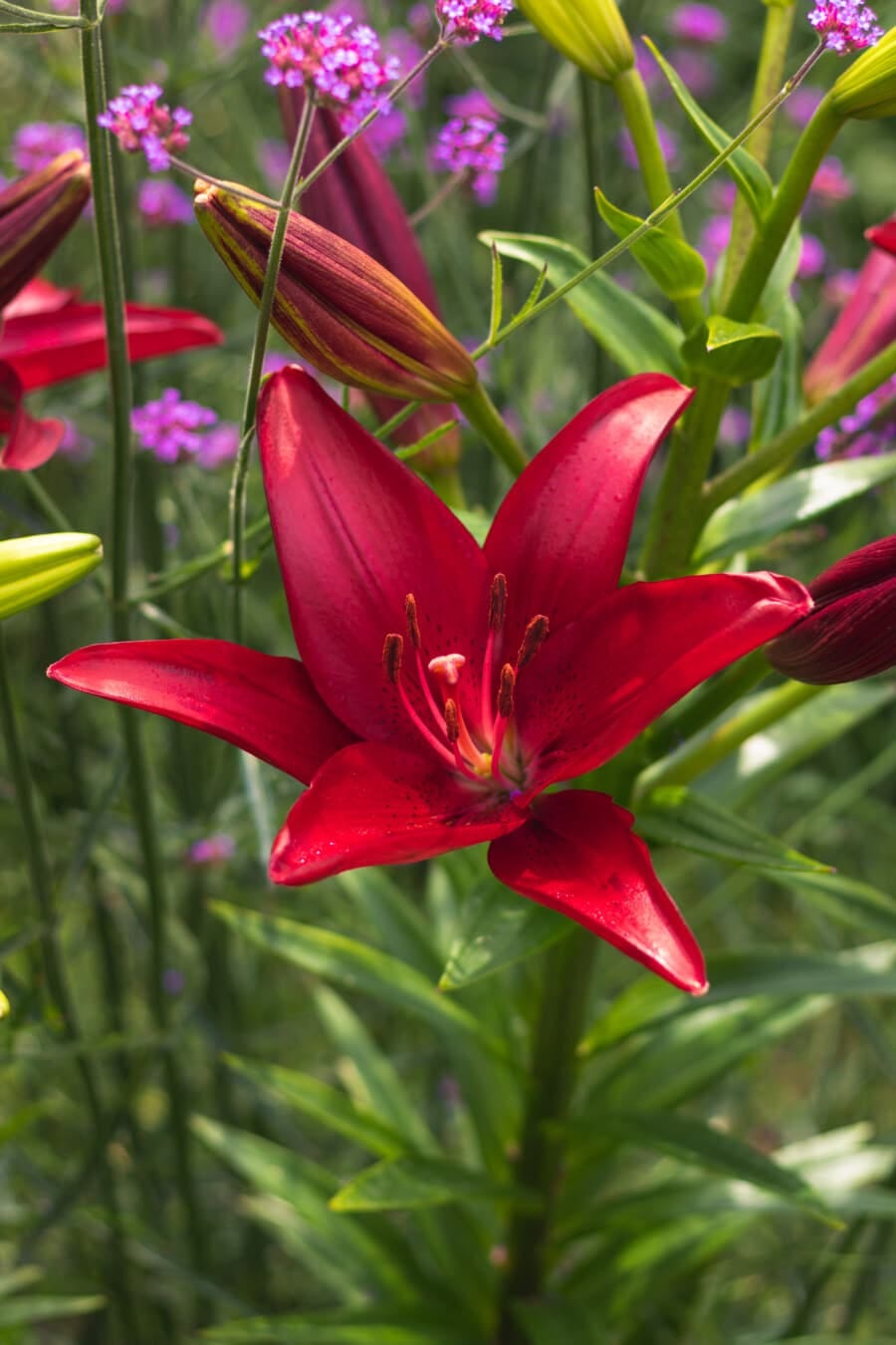 flowers, lily, flower garden, close-up, wildflower, grass, leaf, nature, summer, flower