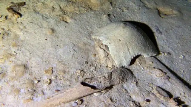Deep in Mexico's Cenote Network, Divers Discover an 8,000-Year-Old  Prehistoric Human Skeleton Hidden in a Flooded Cave