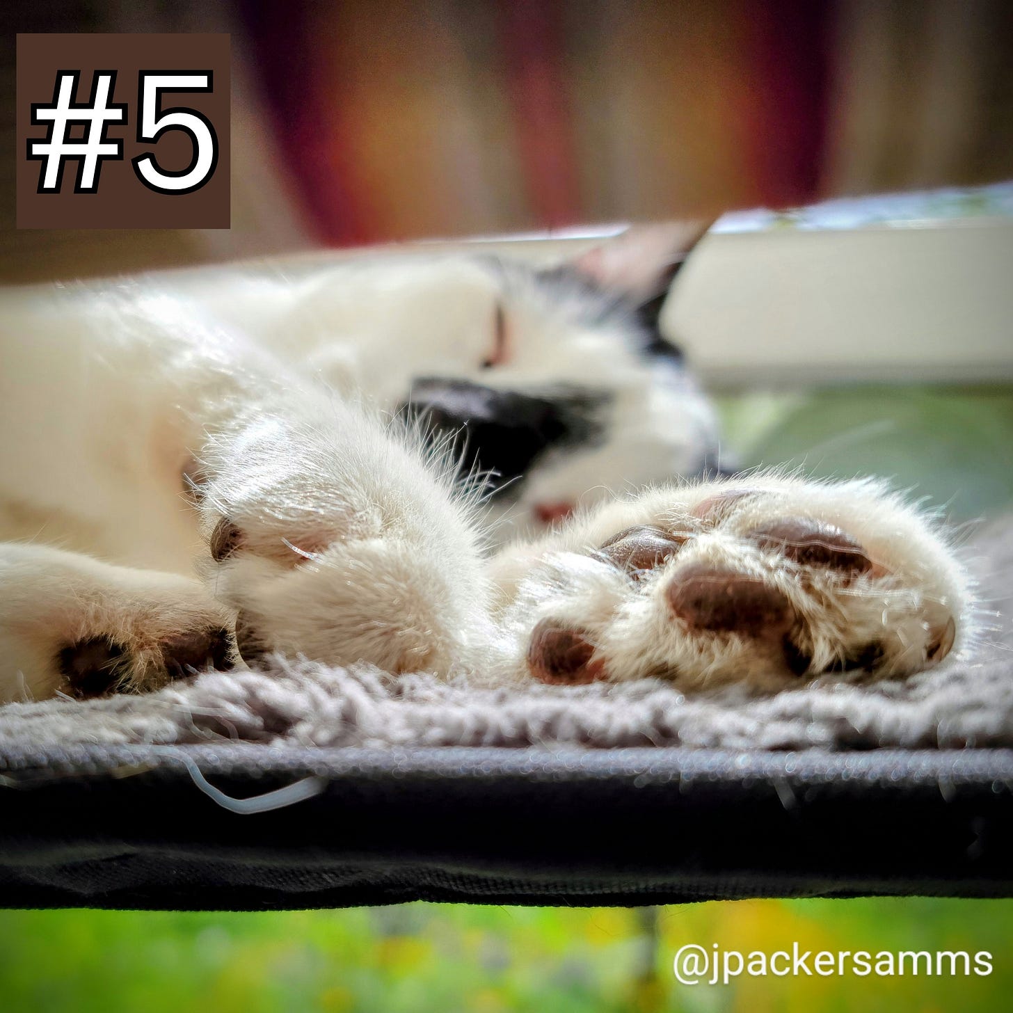 A white cat with black toe beans