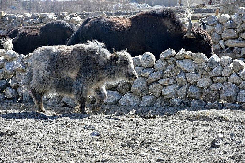 File:Wild Yak.jpg