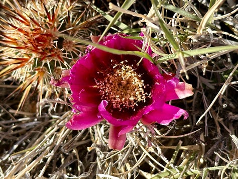 Desert landscapes, petroglyphs, cactus flower, campsite, and dogs