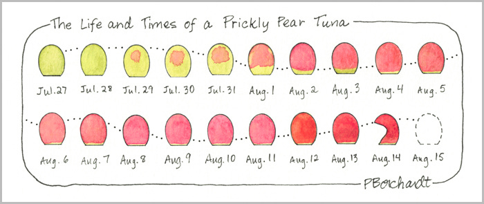 The Life and Times of a Prickly Pear Tuna, analog + digital version