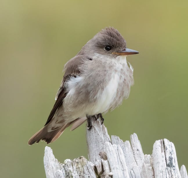 bird様 Bird of the Week 6/1 - 6/5 - by Ben Tonelli