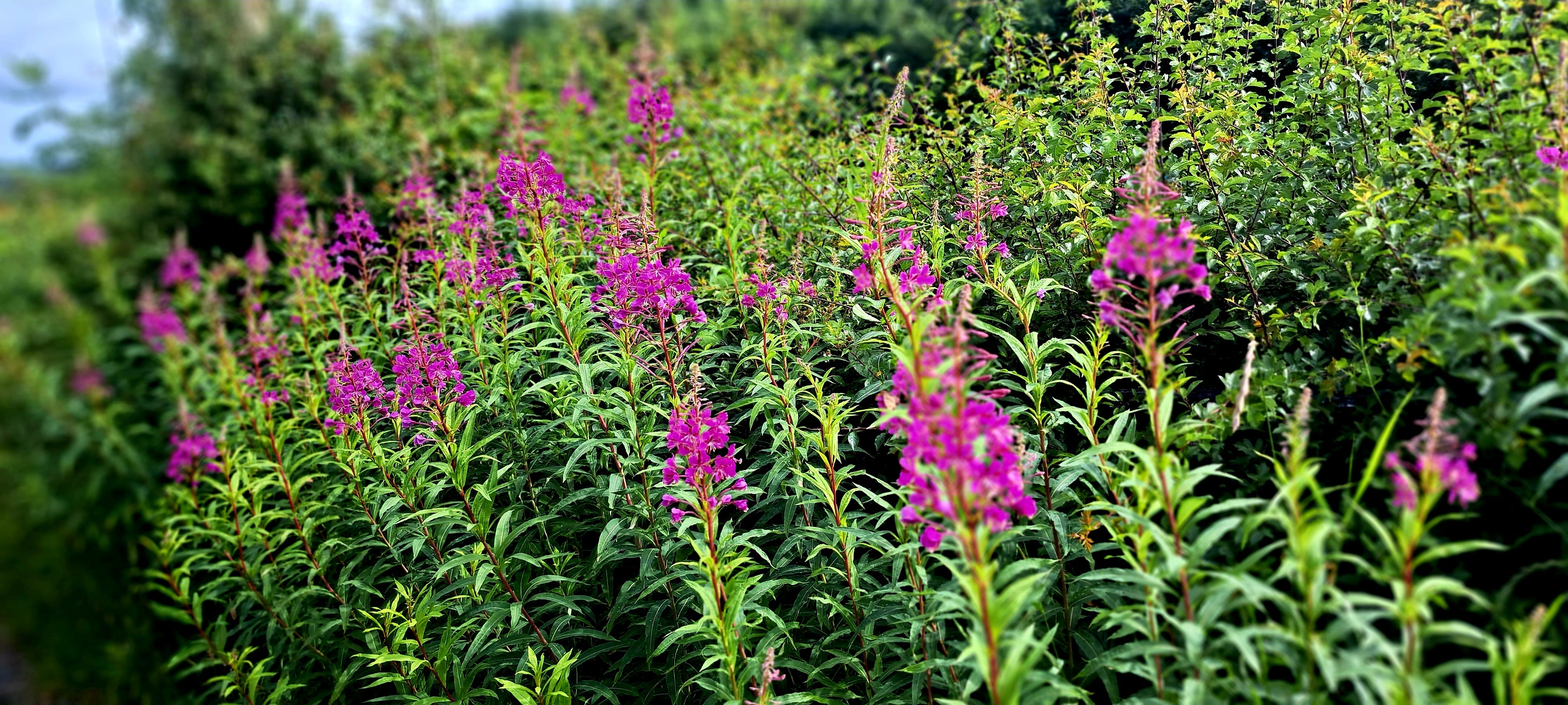 A swathe of tall leafy rosebay willowherb in front of a green hedge; they are just beginning to open their purple-pink blossoms, which looks so dramatic against the green background. A swathe of tall leafy rosebay willowherb in front of a green hedge; they are just beginning to open their purple-pink blossoms, which looks so dramatic against the green background.