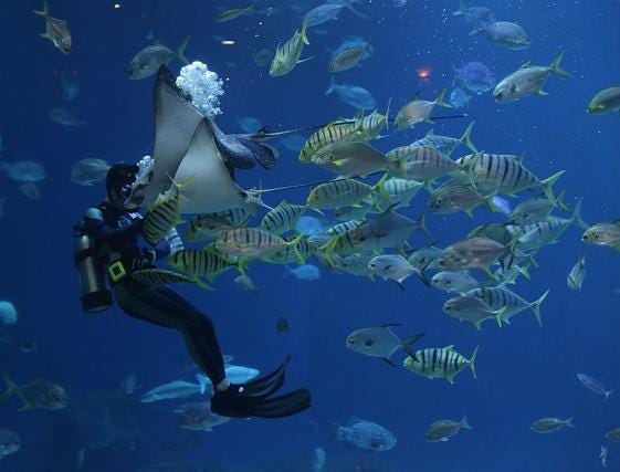 Chapter 7: The Kingdom of Animals - Fish and Amphibians