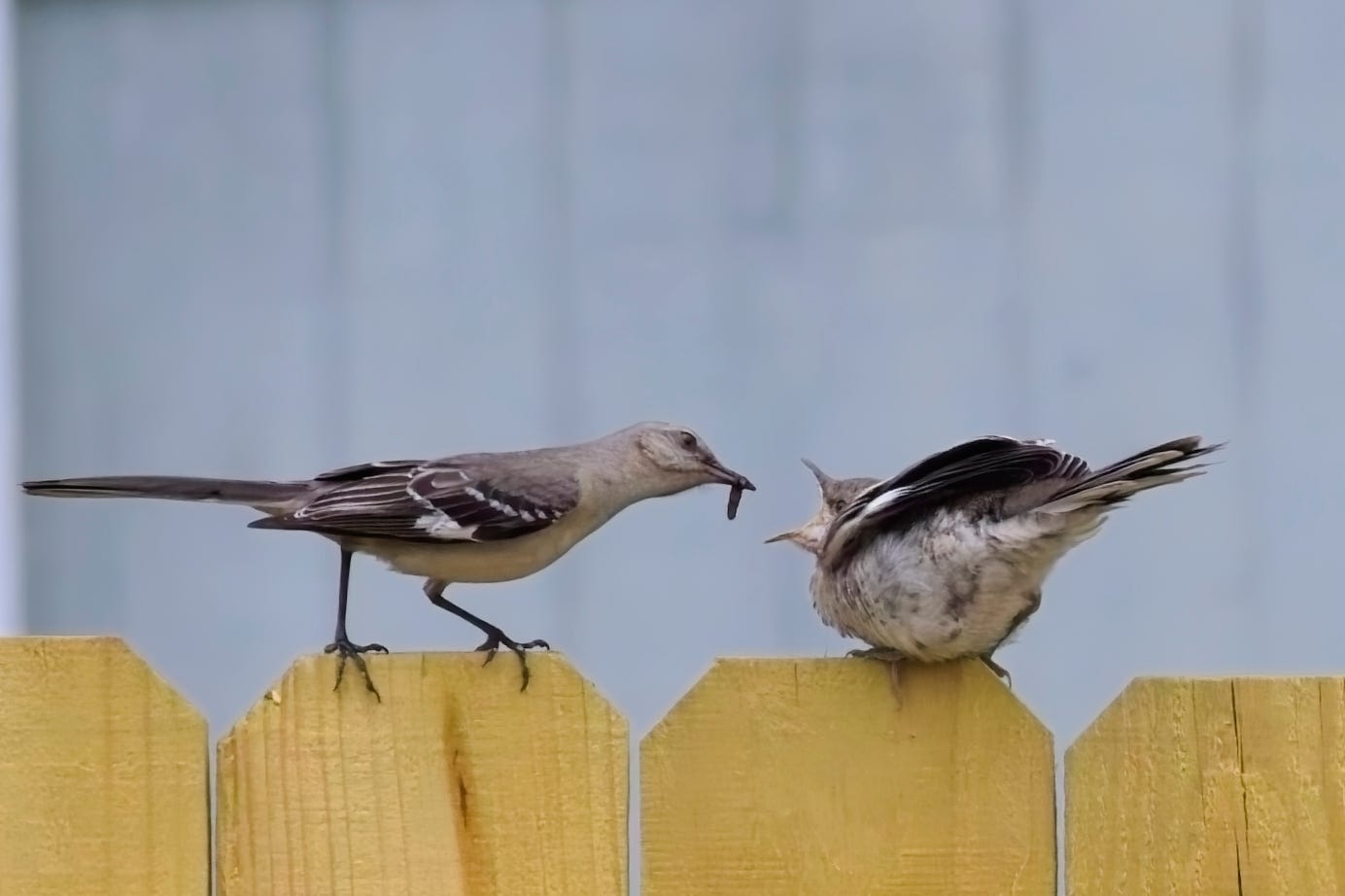  The adult Northern mockingbird leans in toward the fledgling, preparing to place the caterpillar into the young bird's mouth. The adult's dark legs are braced on the fence slat. fledgling's body is rounded and fluffy, wings and tailed raised, mouth open wide. The adult is sleek and long-tailed, while the fledgling is a round, speckled ball of feathers.