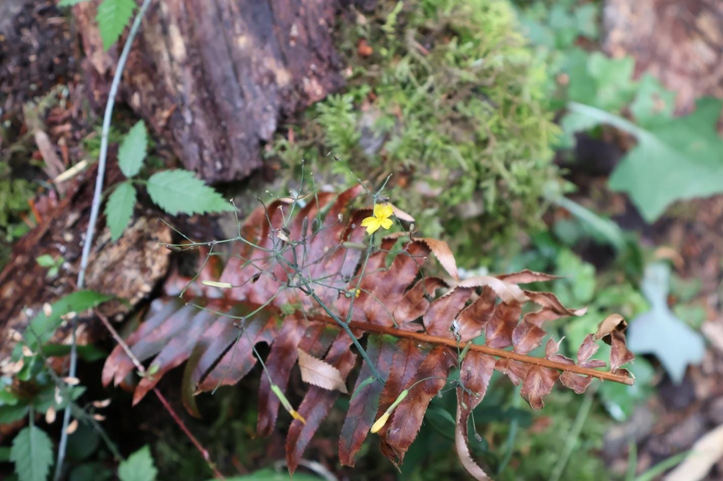 A close-up of a plant

Description automatically generated