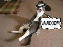 Michael Jackson's Cat