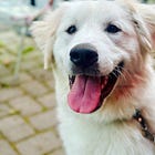 Walking Bar Harbor: What My Giant Puppy Teaches Me at 5 a.m.