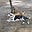 Blackmouthcur's avatar