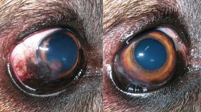 chronic superficial keratitis with dexamethasone or prednisolone