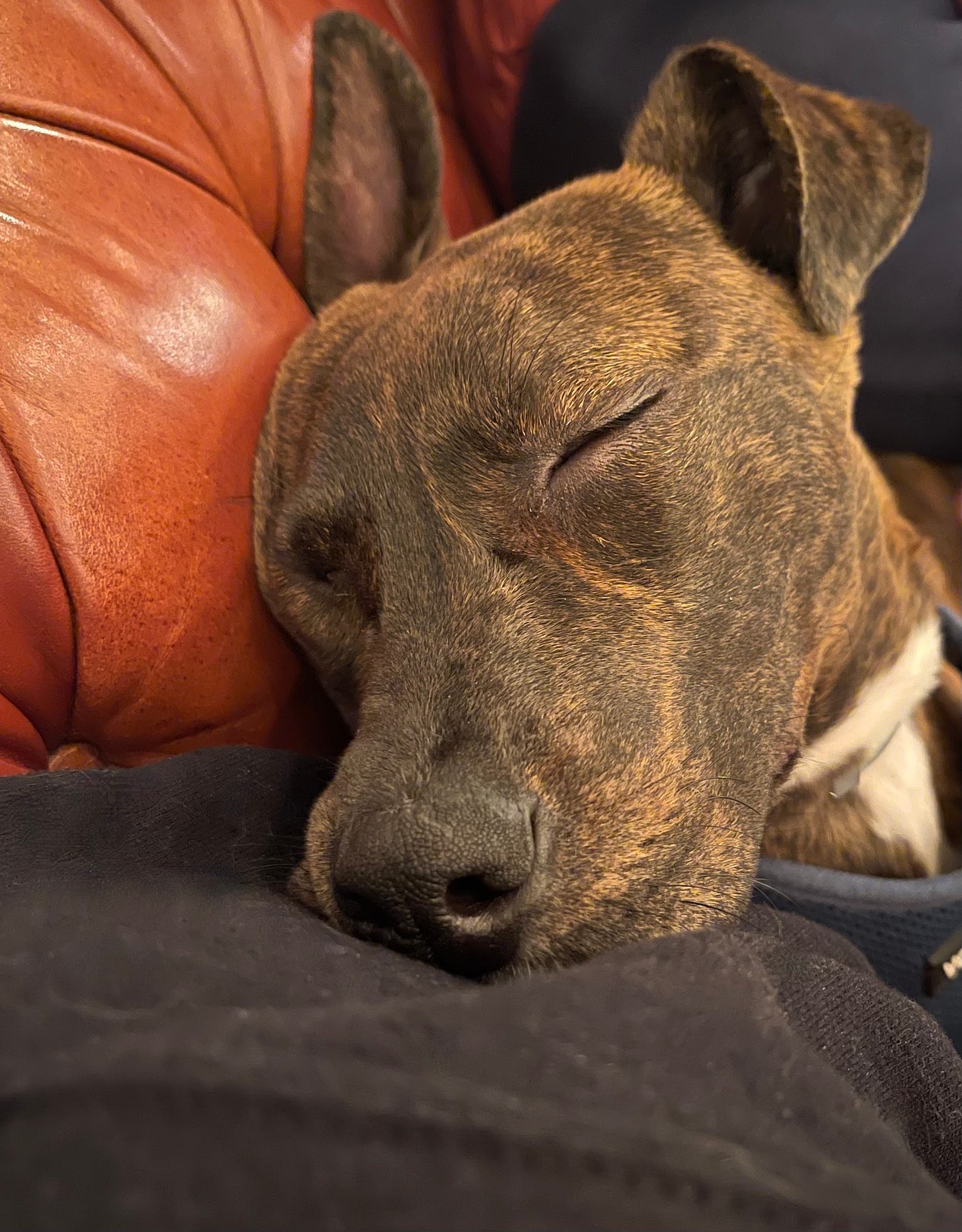 sleeping puppy